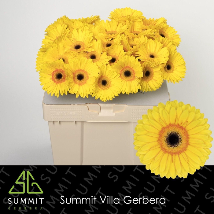 <h4>Gerbera Apollo Water</h4>