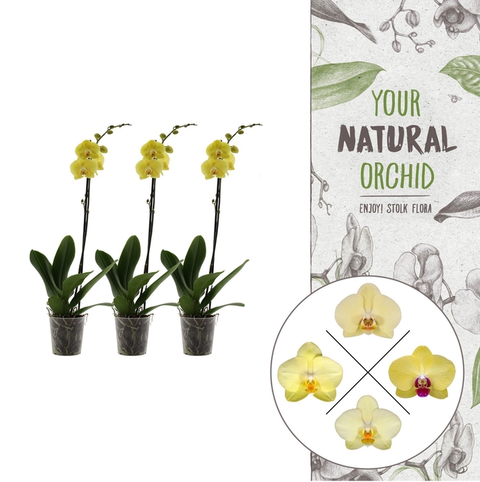 <h4>Your Natural Orchid | Yellow | Phalaenopsis 1 spike</h4>