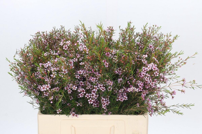 <h4>Chamelaucium Early Nir</h4>