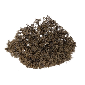 Iron Bush 30-35cm p/pc Natural