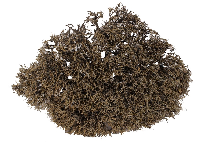 Iron Bush 30-35cm p/pc Natural