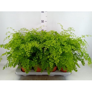 Adiantum raddi. 'Fragrans'