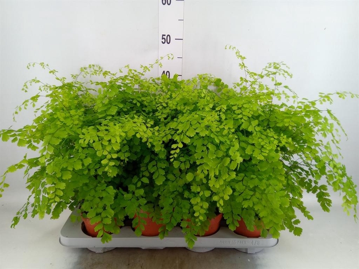 <h4>Adiantum raddi. 'Fragrans'</h4>
