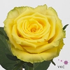 Rosa large good times