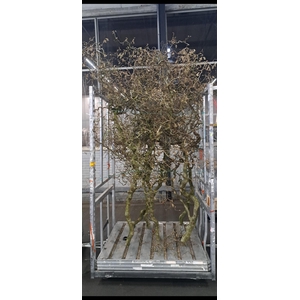 CORYLUS (6-JARIG) GRILLIG