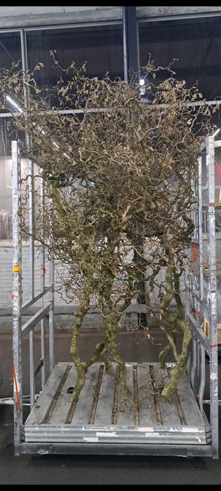 <h4>CORYLUS (6-JARIG) GRILLIG</h4>