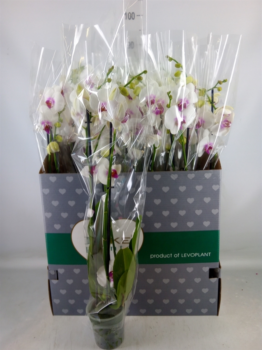 <h4>Phalaenopsis  'Red Lips'</h4>