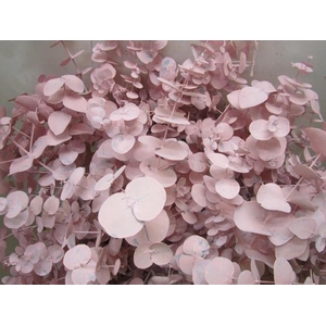 Euc Cinerea Licht Rose