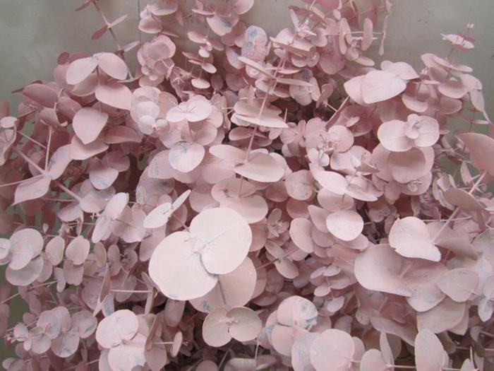 <h4>Euc Cinerea Licht Rose</h4>
