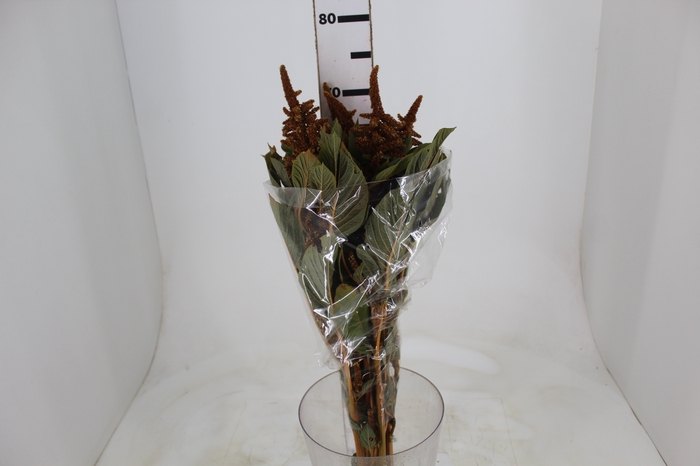 <h4>AMARANTHUS DOURADO 070 CM</h4>