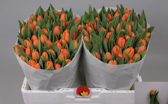 <h4>TU EN TIME OUT</h4>