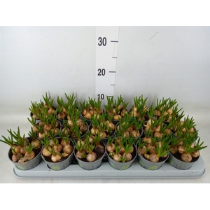 Muscari  'Magic White'