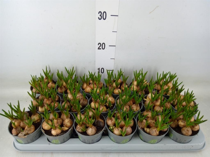 <h4>Muscari  'Magic White'</h4>