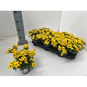Bid Yellow Charm