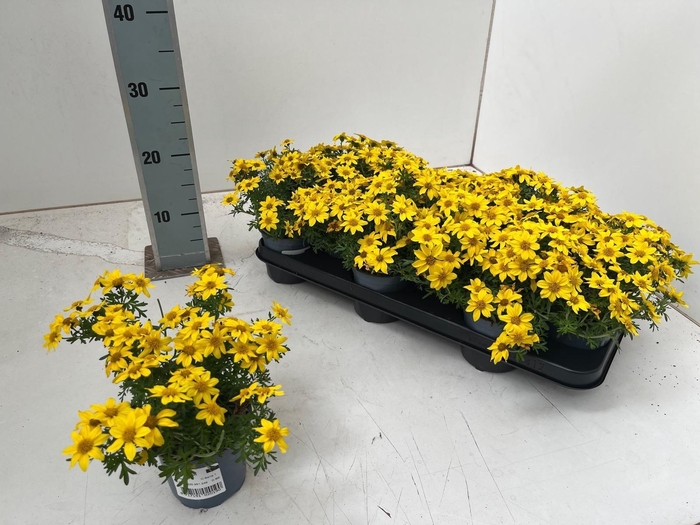 <h4>BID YELLOW CHARM</h4>