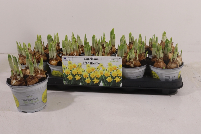 <h4>NARC D TETE BOUCLE</h4>