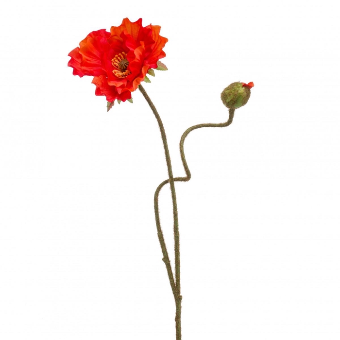 <h4>Papaver 74cm</h4>