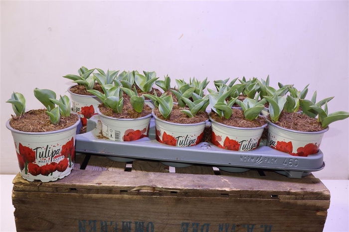 <h4>arr8 Tul Du Red Baby</h4>