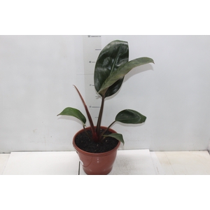 PHILODENDRON ROJO GONGO P19