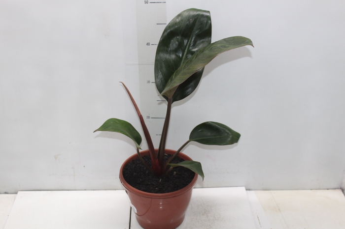 <h4>PHILODENDRON ROJO GONGO P19</h4>