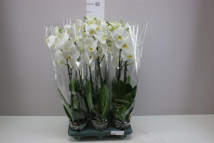 <h4>Phal Cambridge 2 Tak</h4>