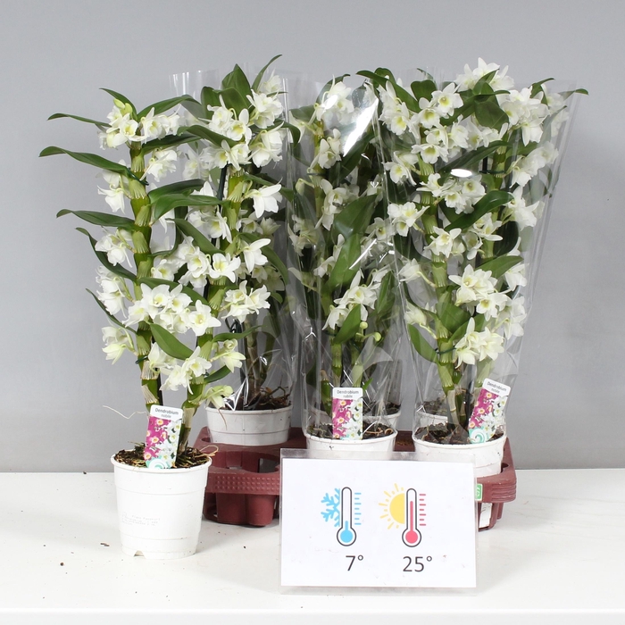 <h4>DENDR N SC APOLLON</h4>