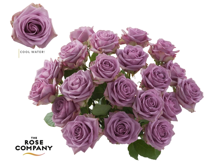 <h4>Rosa Ec Cool Water!</h4>