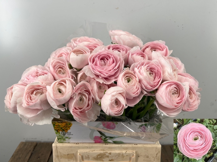 <h4>RAN SU HANOI</h4>