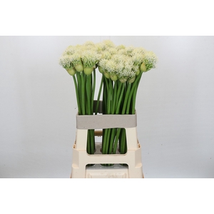 Allium White Empress