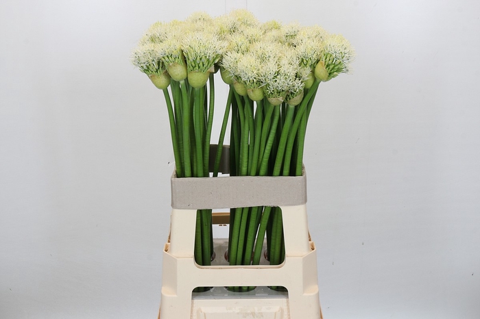 <h4>Allium White Empress</h4>