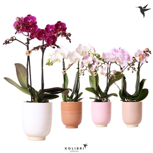 Phalaenopsis gemengd