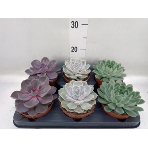 Echeveria   ...mix