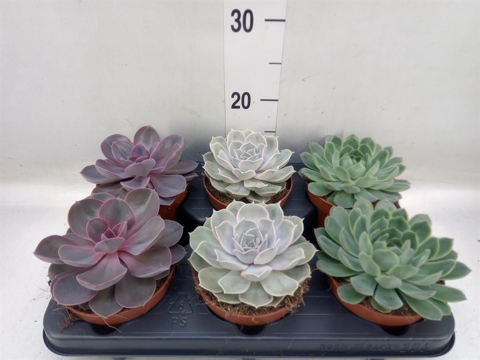 <h4>Echeveria ...mix</h4>