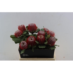 Banksia Coccinea