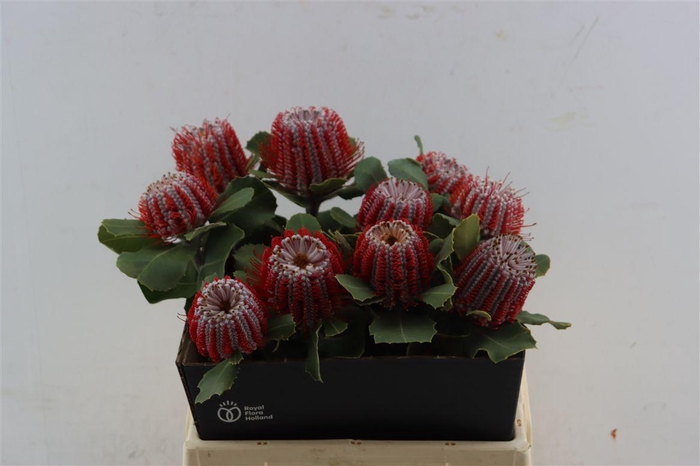 <h4>Banksia Coccinea</h4>
