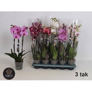 PHAL MIX 3 TAK