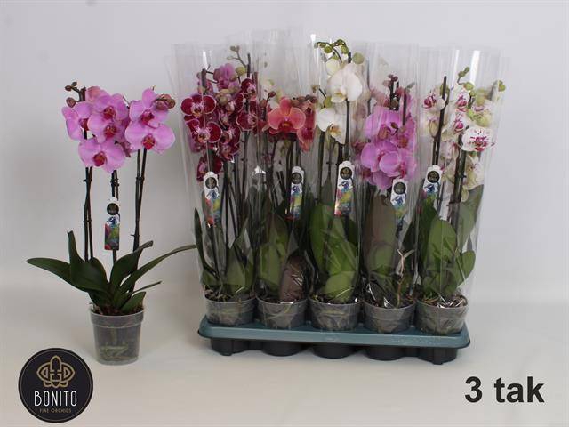 <h4>PHAL MIX 3 TAK</h4>