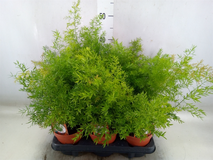 <h4>Asparagus dens. 'Cwebe'</h4>