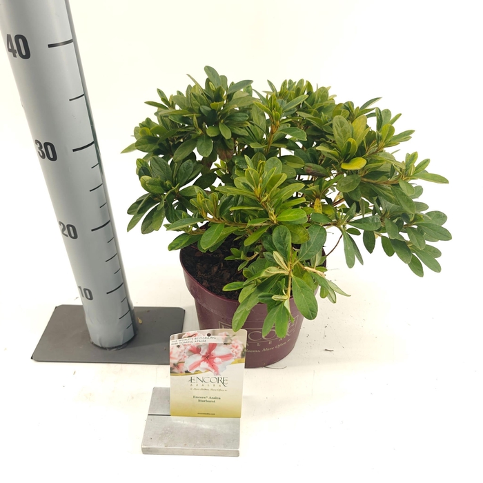 <h4>Rhododendron ENCORE® Autumn Starburst ('Robleze'PBR) nieuw</h4>