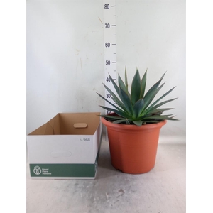 Agave  'Shaka Zulu'