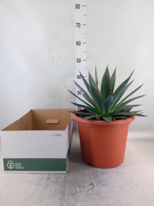 <h4>Agave  'Shaka Zulu'</h4>