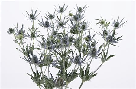 <h4>Eryngium Blue Dynamite</h4>