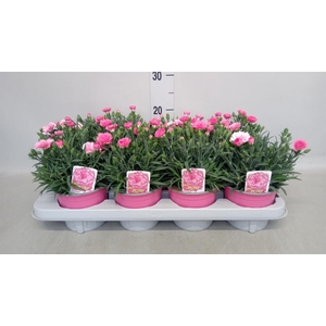 Dianthus  'I Love U'