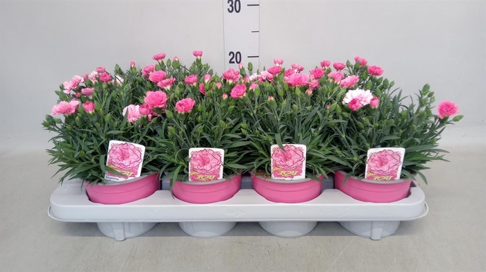 <h4>Dianthus  'I Love U'</h4>