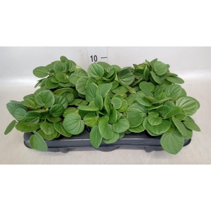 Peperomia albov. 'Rana Verde'