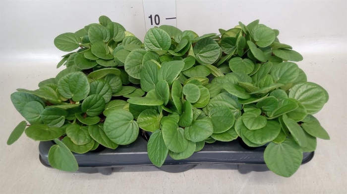 <h4>Peperomia albov. 'Rana Verde'</h4>