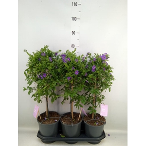 Lycianthes ran. 'Blue Fountain'