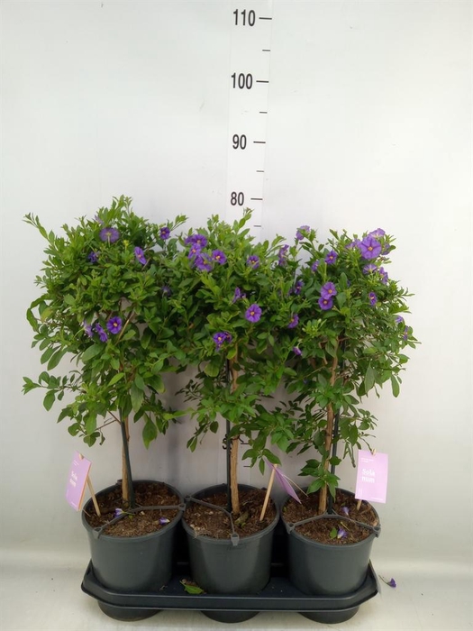 <h4>Lycianthes ran. 'Blue Fountain'</h4>