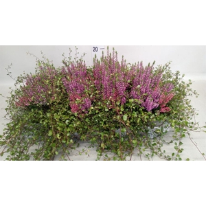Calluna vulg. 'Beauty L' ..mix 2/p