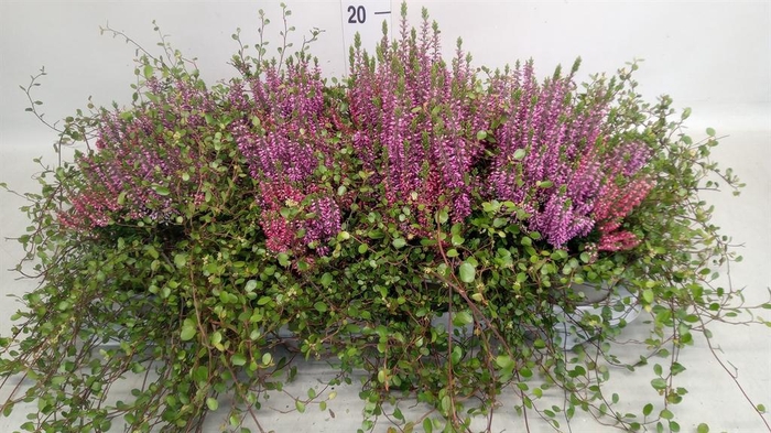 <h4>Calluna vulg. 'Beauty L' ..mix 2/p</h4>
